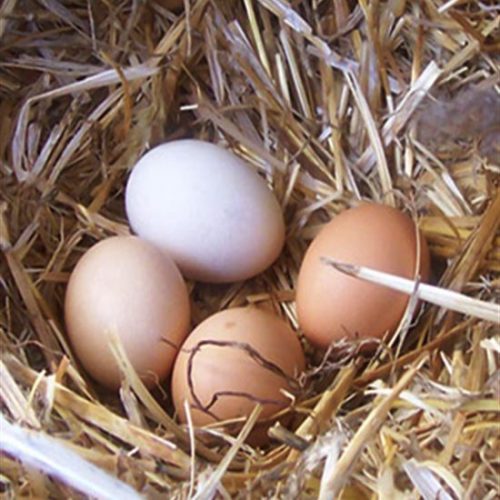 What Eggs-actly Do You Know About Eggs?